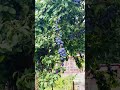Plum #londongarden #london #plum #fruit #summergardens #garden #summerfruit #beautiful #nature