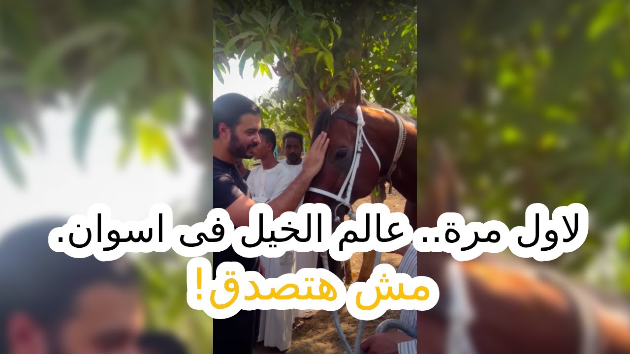لاول مرة.. عالم الخيل فى اسوان.. مش هتصدق