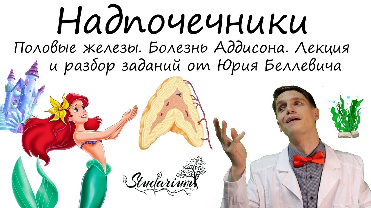 Надпочечники. Половые железы. Болезнь Аддисона. Лекция и разбор заданий ...