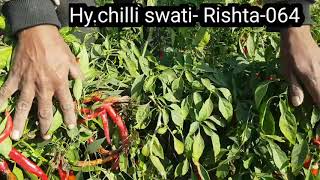 Swati seeds Hy.chilli swati- Rista-064, 9429101161