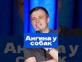 Бывает ли ангина у собак? #собака #ангина #шутка #юмор #лор