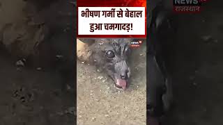 Heatwave Alert : Heatwave का शिकार हुआ चमगादड़! | N18S | Breaking News | Viral | Top News | bird