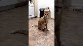 #funny #cutecats #pets #funnyanimals