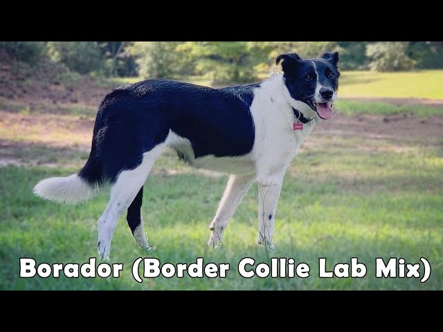 The Borador (Border Collie Lab Mix): Crossbreed Of America'S Two Most  Beloved Dogs. - Youtube