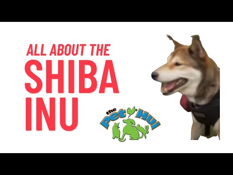 Shiba Inu Hawaii