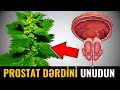 Prostatı Cavanlaşdıran Bitki - Kişilər Utanmayacaq!