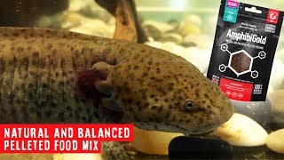 Axolotl Food. Natural Pelleted Food For Amphibians!! | EarthPro AmphibiGold by Arcadia Reptile