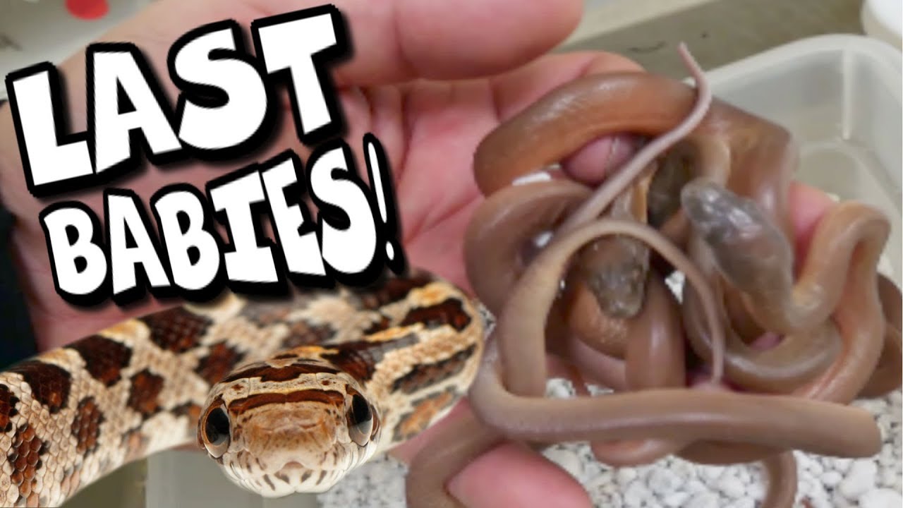 MY LAST BABY SNAKES OF THIS YEAR!!! | BRIAN BARCZYK