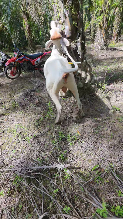 penyuntikan vitamin pada sapi liar #cow #shorts