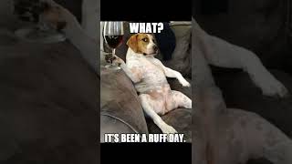 this is not its funny Chess Memes #78 | When Forking Wins The Game#shorts