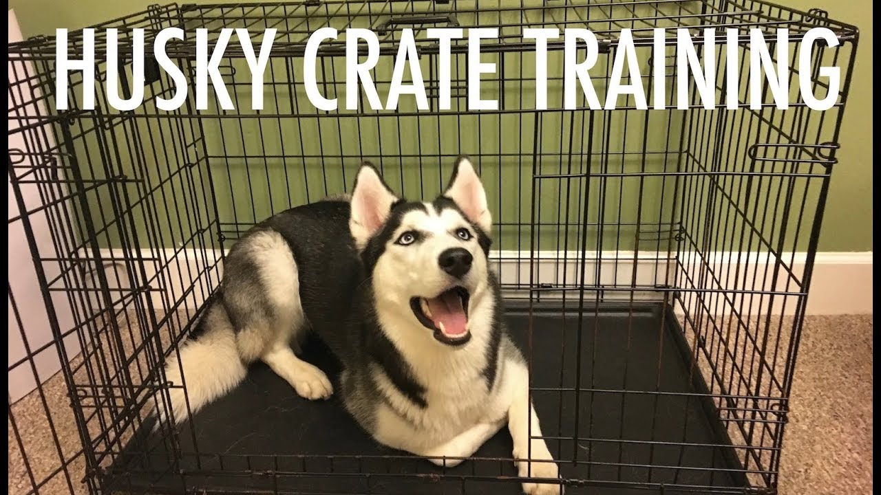 Crate Training A Husky - How To 