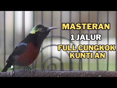 KONIN GACOR SULTAN NEWAH! MASTERAN PANCINGAN KONIN GACOR FUL ISIAN BREN PANJANG COCOK UNTUK MASTERAN