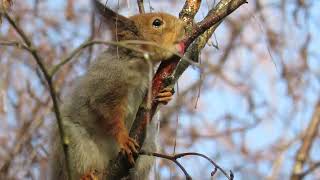 Red Squirrel licking birch tree's branches (take #2)