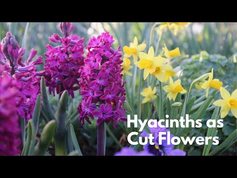 Video: How to get the longest vase life from cut hyacinth flowers