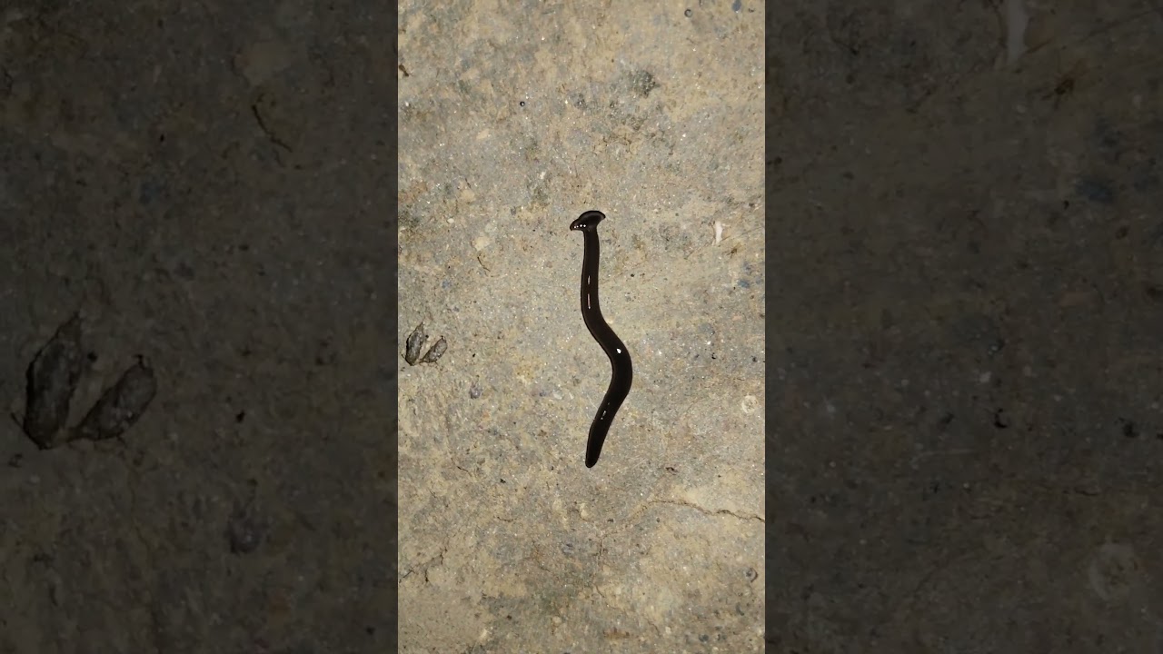 ajib sanek short video 