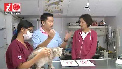 英国短毛猫无绝育患子宫蓄脓 - 天天要闻