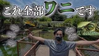 【閲覧注意】巨大ワニがいる伊豆熱川ワニ園を訪れたら驚愕の量で悶絶しました。