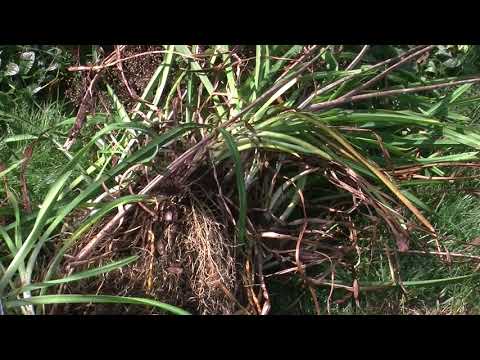 How to move and divide daylilies