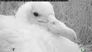 НАДВЕЧІР. АЛЬБАТРОСИ КОРОЛІВСЬКІ. НОВА ЗЕЛАНДІЯ 5-5-23 - CHICK. ALBATROSS ROYAL. NEW ZEALAND