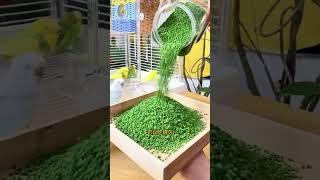 🦜 Amazing Parrot Feather Care Secret! #ShortsStop Feather Loss in Birds? See This! 🦜