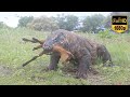Incredible 😱 Whole Goat was Swallowing By Komodo Dragon || Full HD