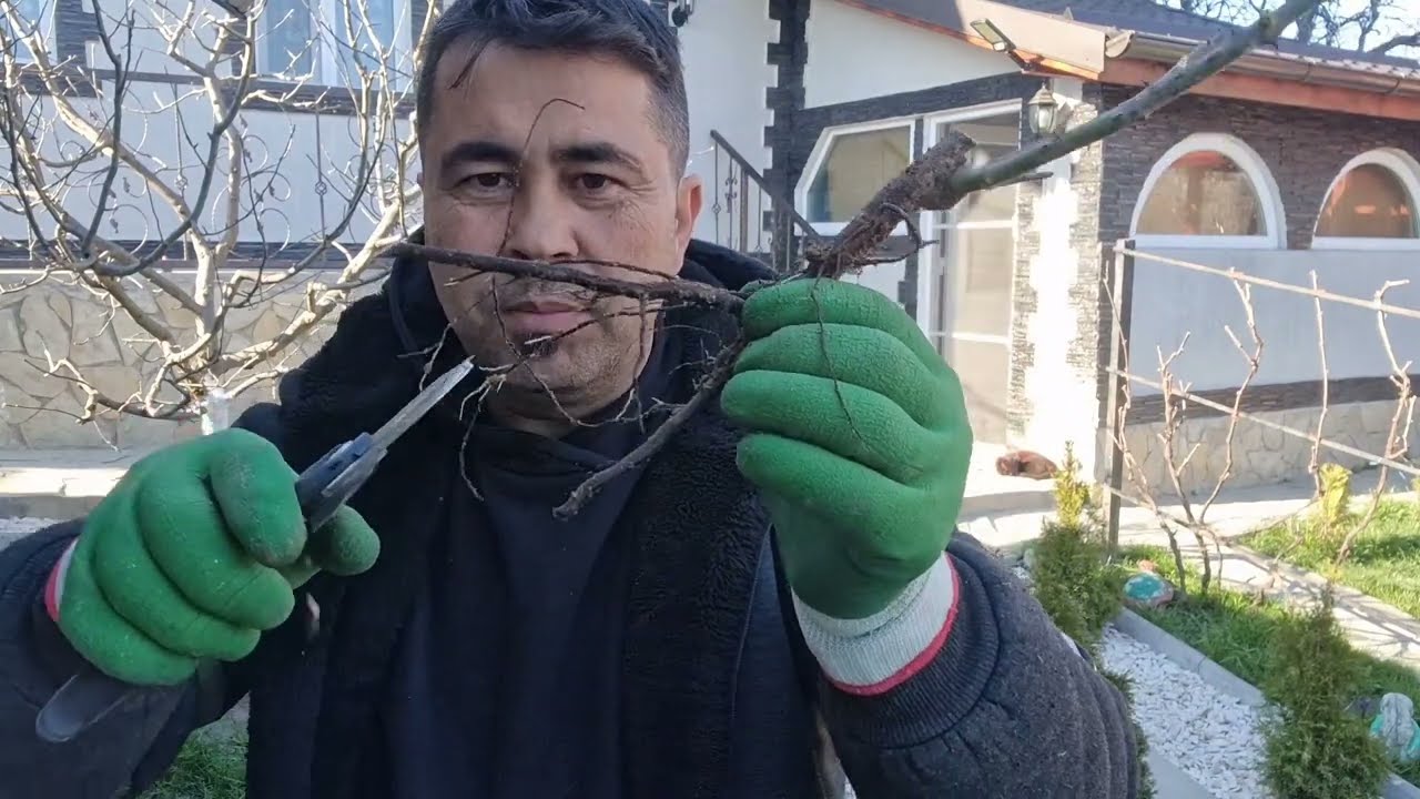 Reguli de bază când plantăm trandafiri.