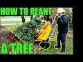 How to Plant a Tree Landscaping "TREE PLANTING TUTORIAL" | Step-by-Step🌳The RIGHT WAY