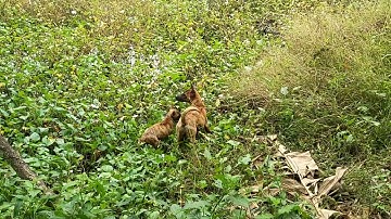 Chó Phú Quốc mẹ huấn luyện con đi săn mồi