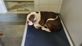 acs A687314 2