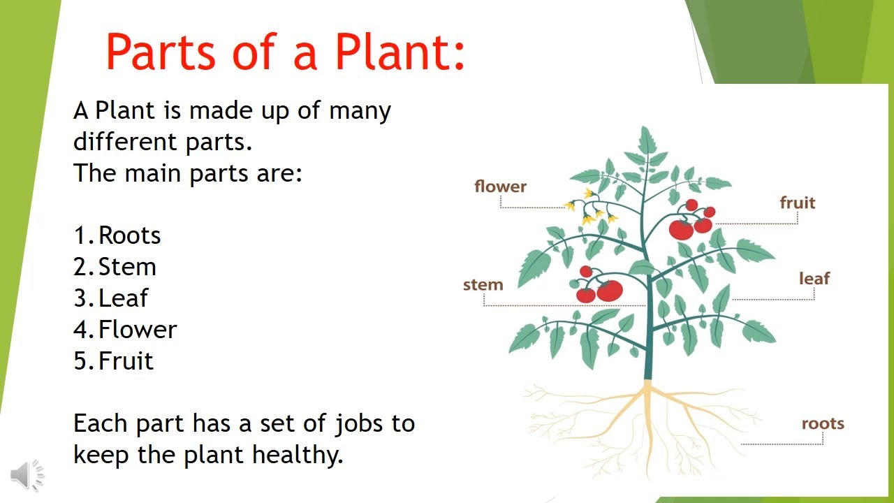 The Plant Fairy Part 2 EVS For Class 3 Learn Science For Kids The plant fairy part 2 evs for class 3 learn science for kids