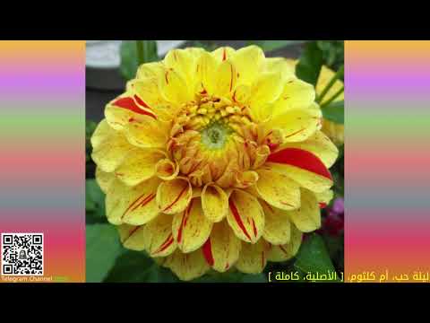 ليلة حب أم كلثوم الأصلية كاملة 