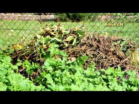 Video: Landsanierung Mit Weißem Senf Und Winterroggen