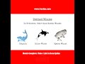 Whales I Species in News I Link for Complete video in Description