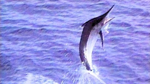 Chasing Granders: Australia's 1000 LB Black Marlin