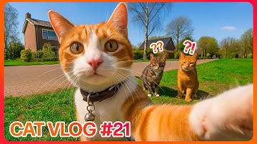 Ros Discovers A Hidden Cat Community