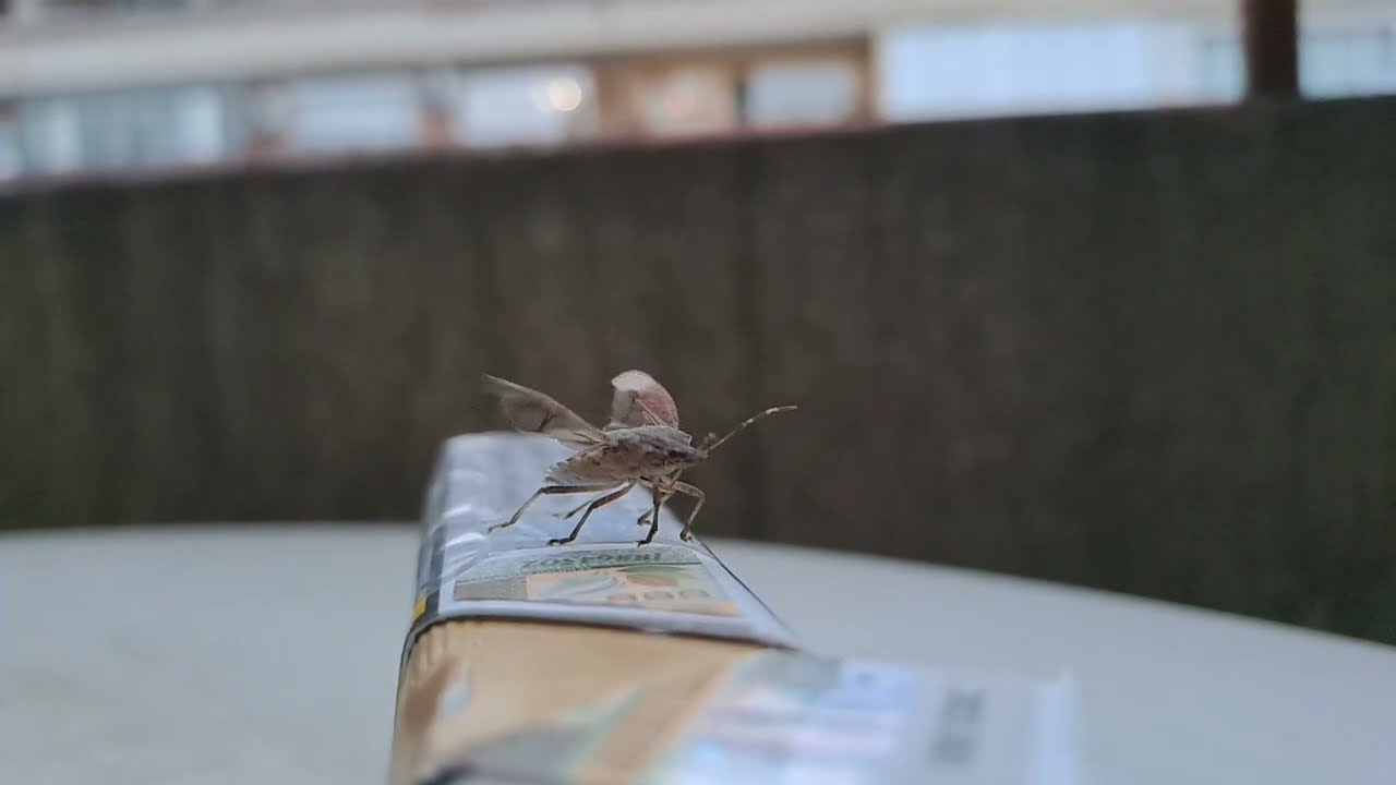 Stink Bug Slow Motion Flight Try - Adventuring 🤠