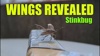 Stink Bug Slow Motion Flight Try - 4K Macro Attempt