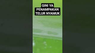 Penampakan Telur Nyamuk