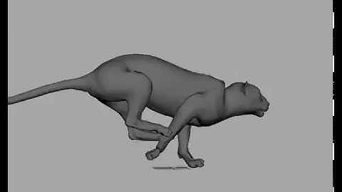 Leopard run cycle reference