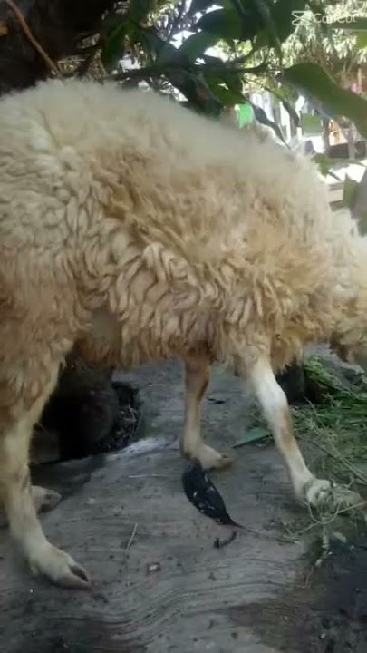 Kambing qurban jedag jedug lebaran idul adha