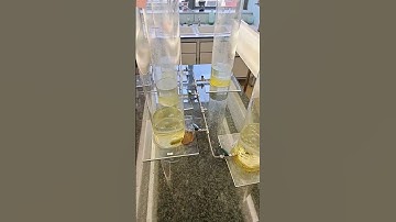 Water purification studies using algae