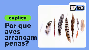 É normal cair as penas do papagaio?