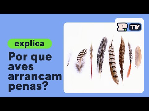 Vídeo: Por Que Um Papagaio Arranca Penas?