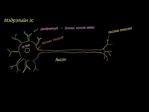 Мэдрэлийн эсийн анатом бүтэц
