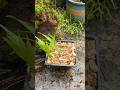 Amazing using beautiful techniques for propagate dendrobium plants into pot 🌳🌱🌵🌵