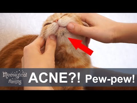 Video: Acne Sa Pusa