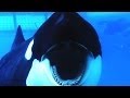 Blackfish  le documentaire choc sur les orques