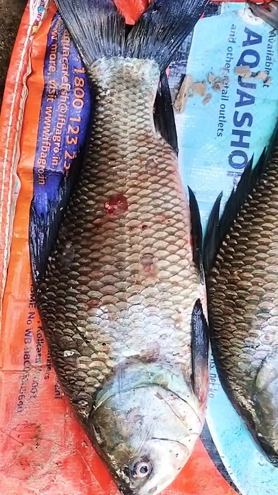 Boro boro mach bote#fish #shorts #shortsfeed #nature #trending #ytshorts #subscribe #viralshortvideo