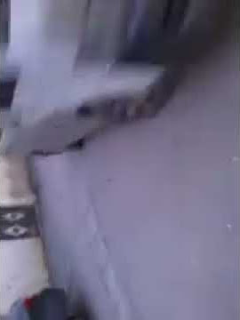 Chan3a.com (bloody02 gatous midou messi)