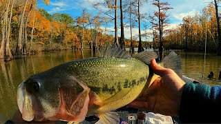 Catching late fall Bass on a beetle spin and live minnow by Fish Yanker 2,152 views 5 months ago 16 minutes